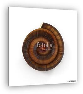 Single empty snail shell isolated on white. 3D illustration (vászonkép)
