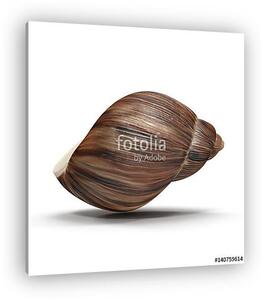 Marginata Shell on white. 3D illustration (vászonkép)