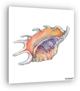 Illustrations of sea shells. Marine design. Hand drawn watercolo (vászonkép)