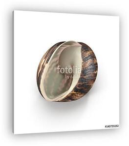 Marginata Shell on white. 3D illustration (vászonkép)