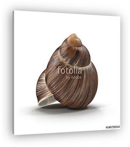Marginata Shell on white. 3D illustration (vászonkép)