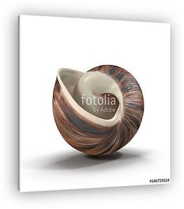 Marginata Shell on white. 3D illustration (vászonkép)