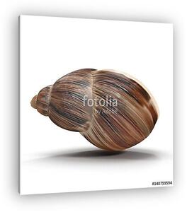 Marginata Shell on white. 3D illustration (vászonkép)