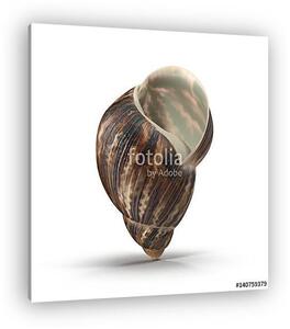 Marginata Shell on white. 3D illustration (vászonkép)
