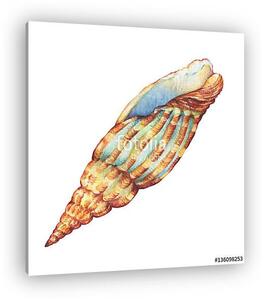 Illustrations of sea shell. Marine design. Hand drawn watercolo (vászonkép)