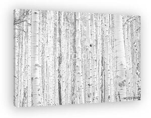 Black and white aspen trees make a natural background texture pa (vászonkép)