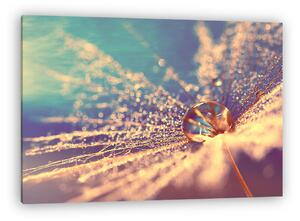 Abstract macro with a drop. The seed of a dandelion on colorful (vászonkép)