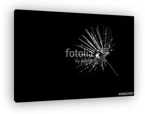 Dandelion seeds with dew drops on black background, closeup. Sil (vászonkép)