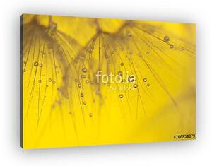 Abstract macro of dandelion with water drops. Gold drops on dand (vászonkép)
