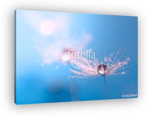 Macro of dandelion with water drop. Dandelion on a beautiful tur (vászonkép)