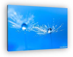 Macro of dandelion with water drop. Dandelion on a beautiful tur (vászonkép)