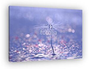 A dandelion seed with drops of rose on a blue background with a (vászonkép)