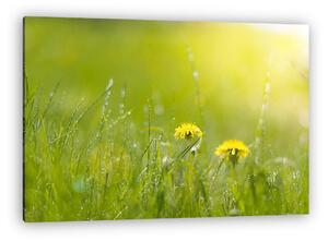 Two bright dandelion in wet grass in sun light. Grass after rain (vászonkép)