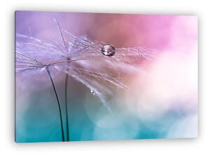 Water drop on a dandelion , colorful background with bokeh. beau (vászonkép)