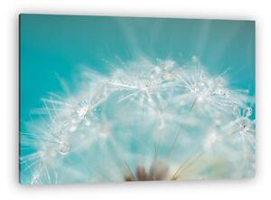 Macro of a dandelion with droplets on the delicate blue backgrou (vászonkép)