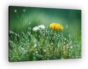 Dandelion and Daisy in the rain. Macro with beautiful bokeh. (vászonkép)