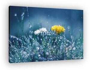 Dandelion and Daisy in the rain against a blue background. Beaut (vászonkép)