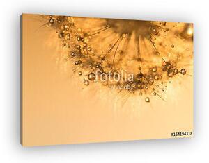 Dandelion with golden drops at sunset. Beautiful sparkling image (vászonkép)
