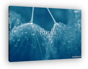 Seeds of dandelion close-up with drops of water in blue. (vászonkép)
