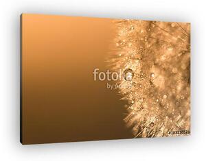 Water droplets on a dandelion with sunlight. Abstract beautiful (vászonkép)