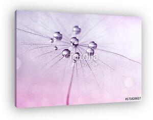 Dandelion with water drops in shades of pink. (vászonkép)
