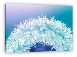 Dandelion closeup with water drops on a blue background. Beautif (vászonkép)