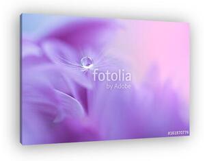 The seed of a dandelion with water drop on purple flower. Macro (vászonkép)