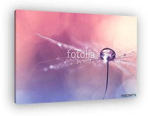 Dandelion with water drop on pink blue background with bokeh. Be (vászonkép)