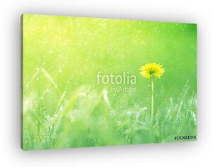 Delicate natural background with dandelion in the rain. Soft foc (vászonkép)