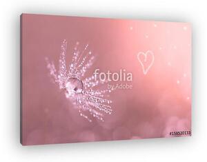 Dandelion closeup with water drops. Dandelion on a pink backgrou (vászonkép)