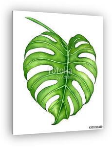 Monstera levelei festett akvarell (vászonkép)