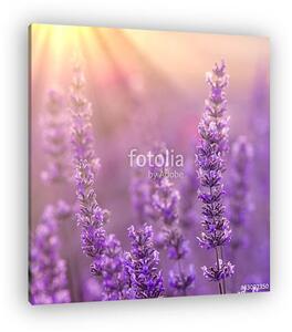 Lavender (vászonkép)