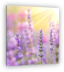 Lavender (vászonkép)