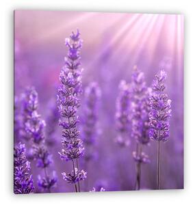 Lavender (vászonkép)