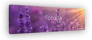 Lavender (vászonkép)