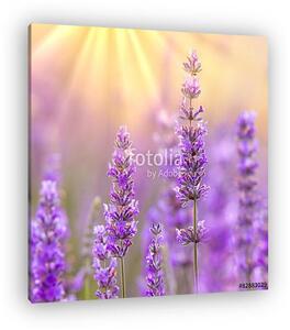 Lavender (vászonkép)