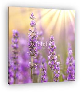 Lavender (vászonkép)