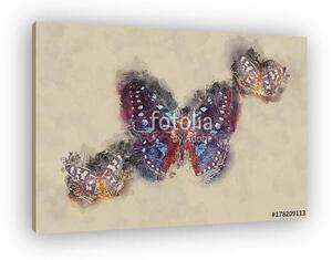 Watercolor Butterfly. (vászonkép)