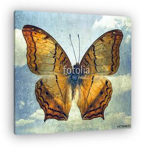 Butterfly (vászonkép)