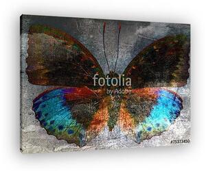 Butterfly (vászonkép)