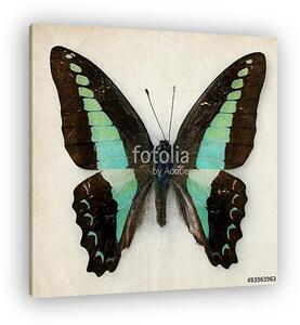 Butterfly (vászonkép)