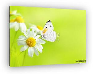 Delicate beautiful light green natural summer spring background (vászonkép)