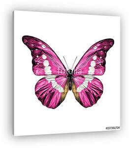 Pink butterfly with white spots on the wings of the symmetric to (vászonkép)