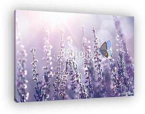 Surprisingly beautiful colorful floral background. Heather flow (vászonkép)