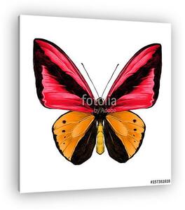 Butterfly symmetric top view of orange and red colors, sketch ve (vászonkép)