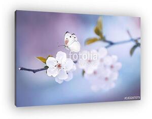 Beautiful white butterfly and branch of blossoming cherry in spr (vászonkép)