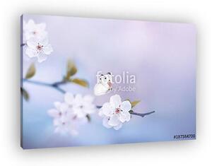 Beautiful white butterfly and branch of blossoming cherry in spr (vászonkép)