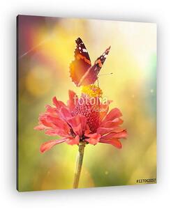 Vintage macro photo of butterfly on a flower in the light of sun (vászonkép)