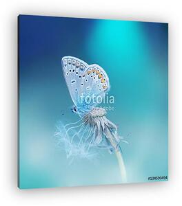 Beautiful tender delicate butterfly on a clean blue background c (vászonkép)