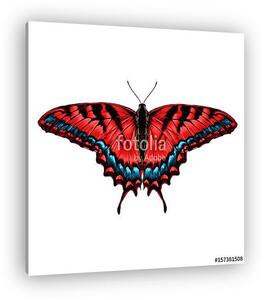 Red butterfly with blue pattern on the wings of the symmetric to (vászonkép)